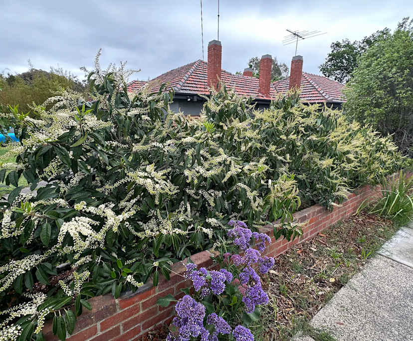 $350-400, Share-house, 3 rooms, Camberwell VIC 3124, Camberwell VIC 3124