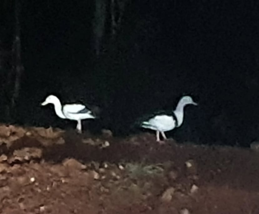 $300-350, Share-house, 4 rooms, Berry Springs NT 0838, Berry Springs NT 0838