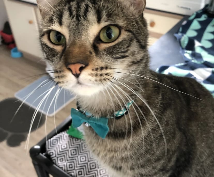 $300, Share-house, 3 bathrooms, Earlville QLD 4870