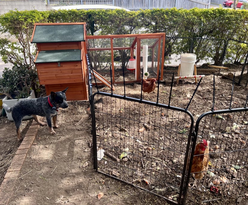 $300, Homestay, 2 bathrooms, Mansfield QLD 4122