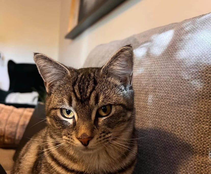 $235, Share-house, 3 bathrooms, Evatt ACT 2617