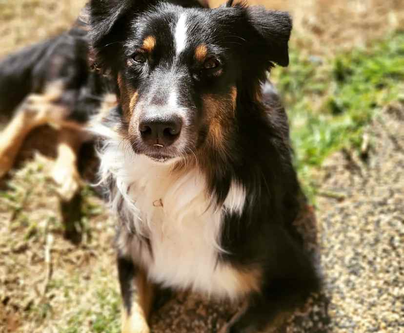 $200-300, Share-house, 2 rooms, Springdale Heights NSW 2641, Springdale Heights NSW 2641