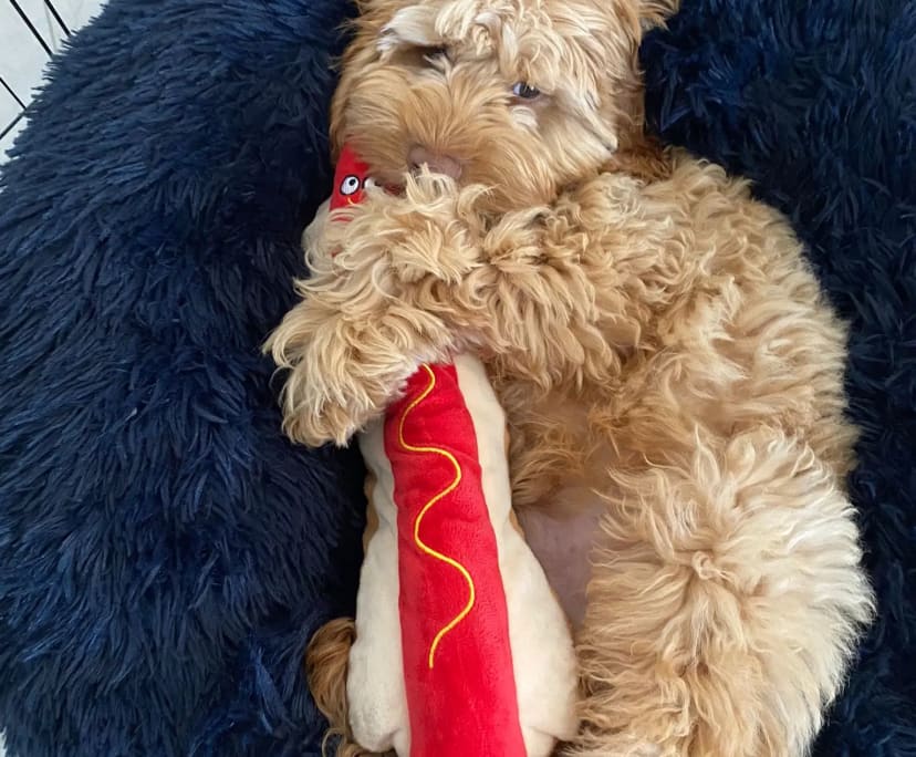 $230, Share-house, 4 bathrooms, Calamvale QLD 4116