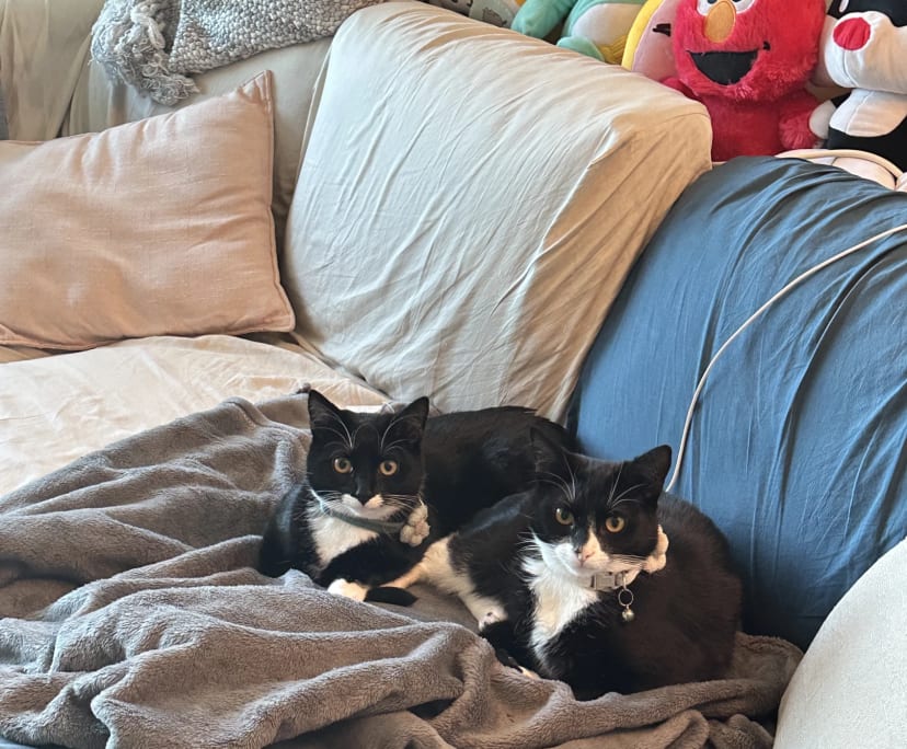 $360, Flatshare, 2 bathrooms, North Melbourne VIC 3051