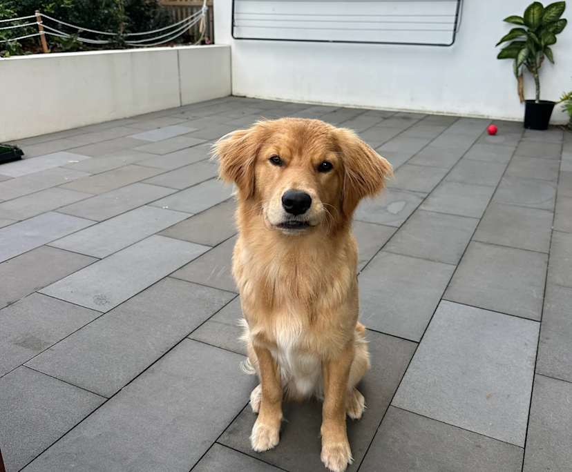 $400, Flatshare, 2 bathrooms, Pagewood NSW 2035