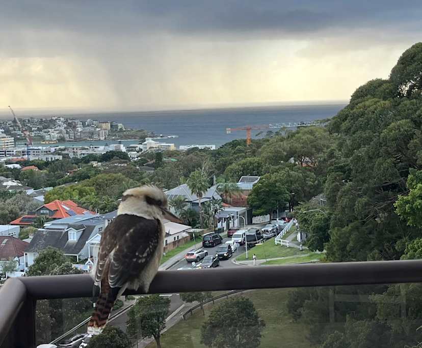 $525, Flatshare, 2 bathrooms, Bondi NSW 2026