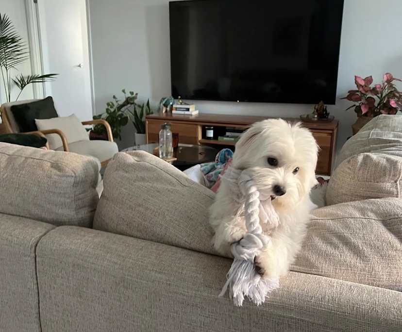 $490, Flatshare, 2 bathrooms, Newstead QLD 4006