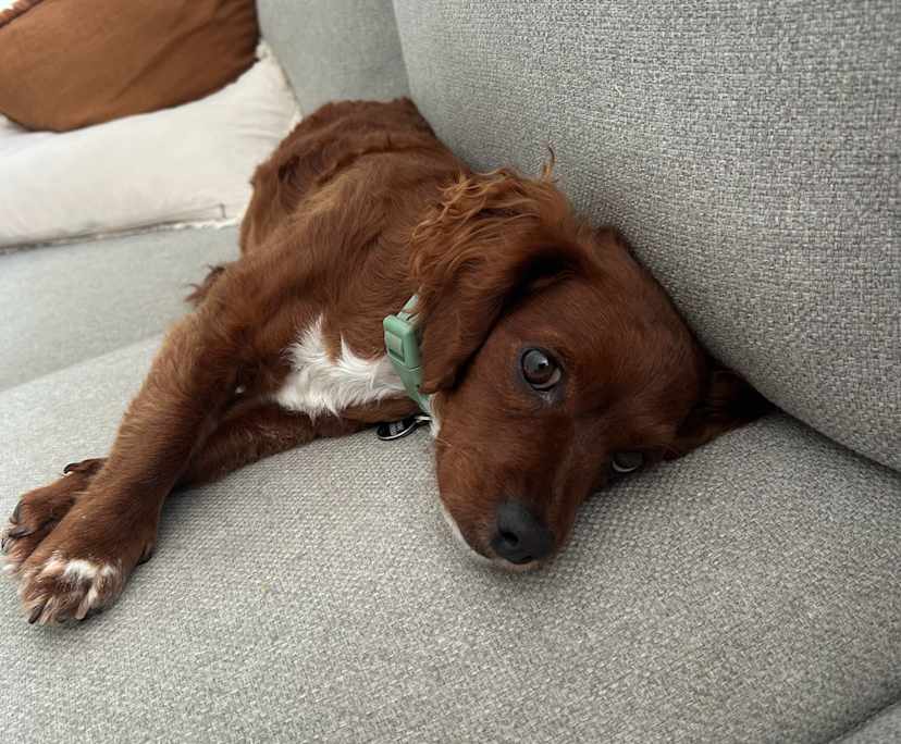 $305, Share-house, 3 bathrooms, Robina QLD 4226