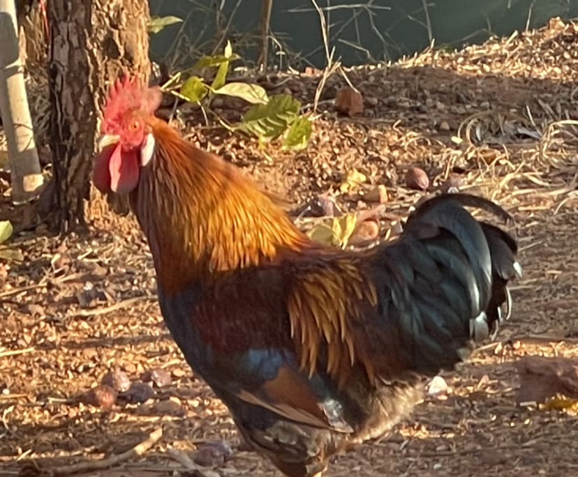 $300-350, Share-house, 4 rooms, Berry Springs NT 0838, Berry Springs NT 0838