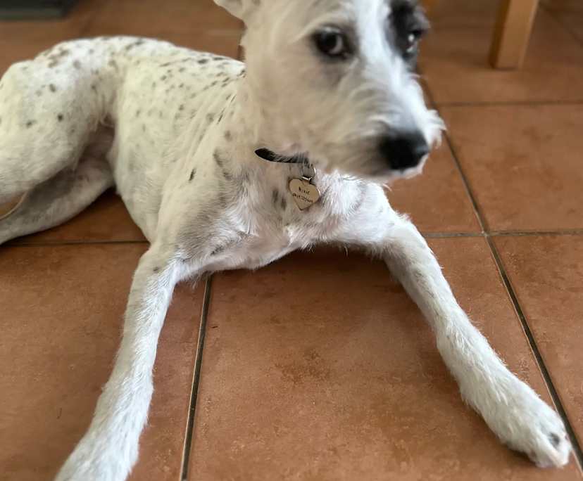 $340, Share-house, 3 bathrooms, The Gap QLD 4061