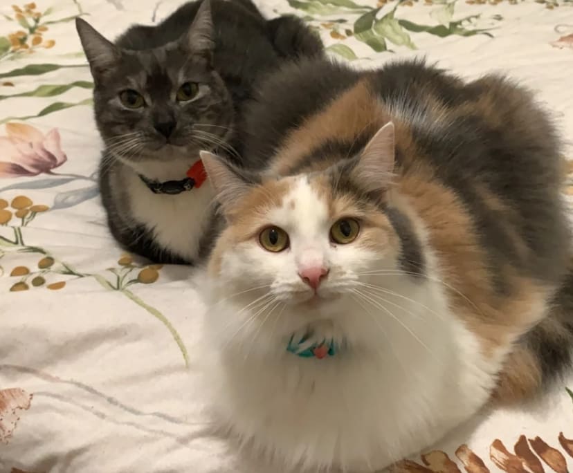 $240, Flatshare, 2 bathrooms, Corrimal NSW 2518