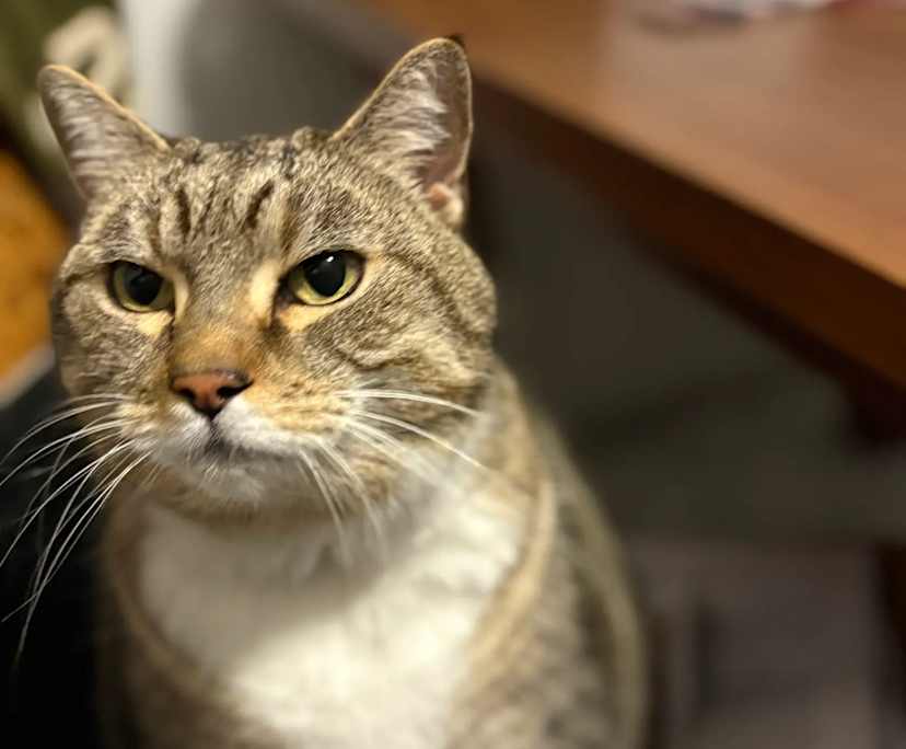 $350, Flatshare, 2 bathrooms, Lennox Head NSW 2478