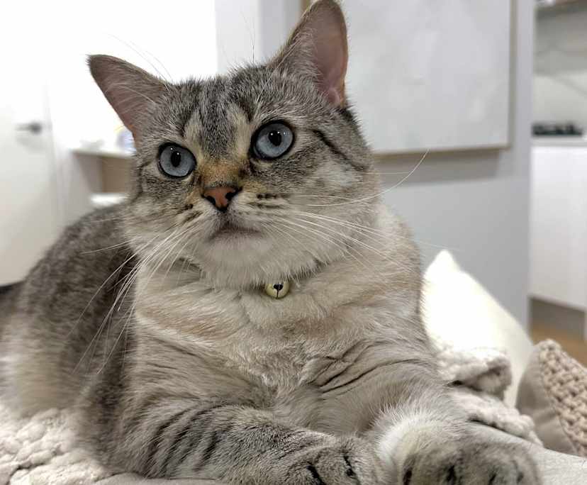 $380, Flatshare, 2 bathrooms, Wollongong NSW 2500