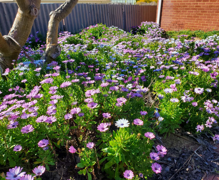 $265, Share-house, 4 bathrooms, Kardinya WA 6163