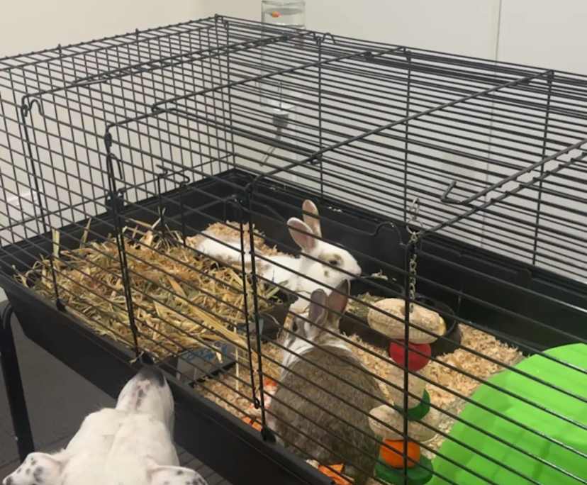 $250, Share-house, 2 rooms, Officer VIC 3809, Officer VIC 3809