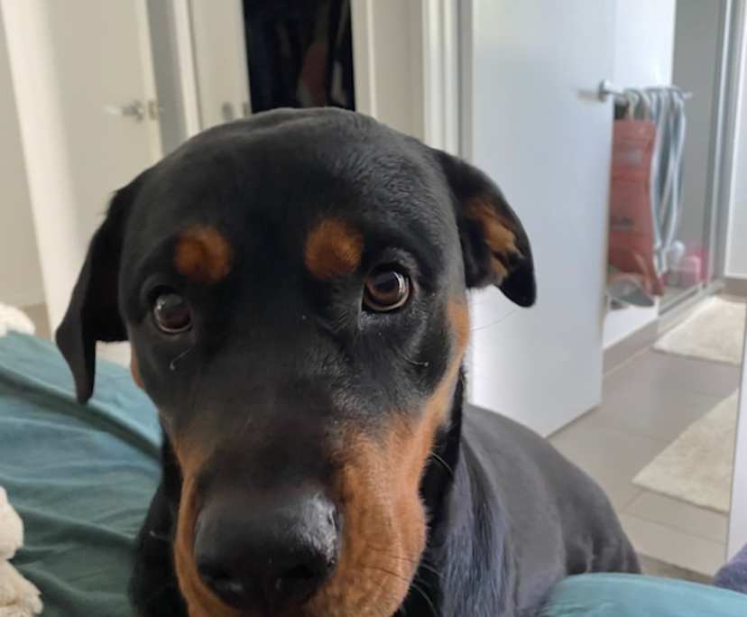 $150, Share-house, 4 bathrooms, Strathpine QLD 4500