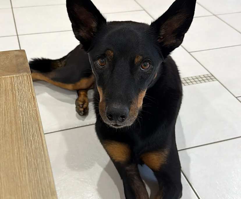 $300, Share-house, 3 bathrooms, Geebung QLD 4034