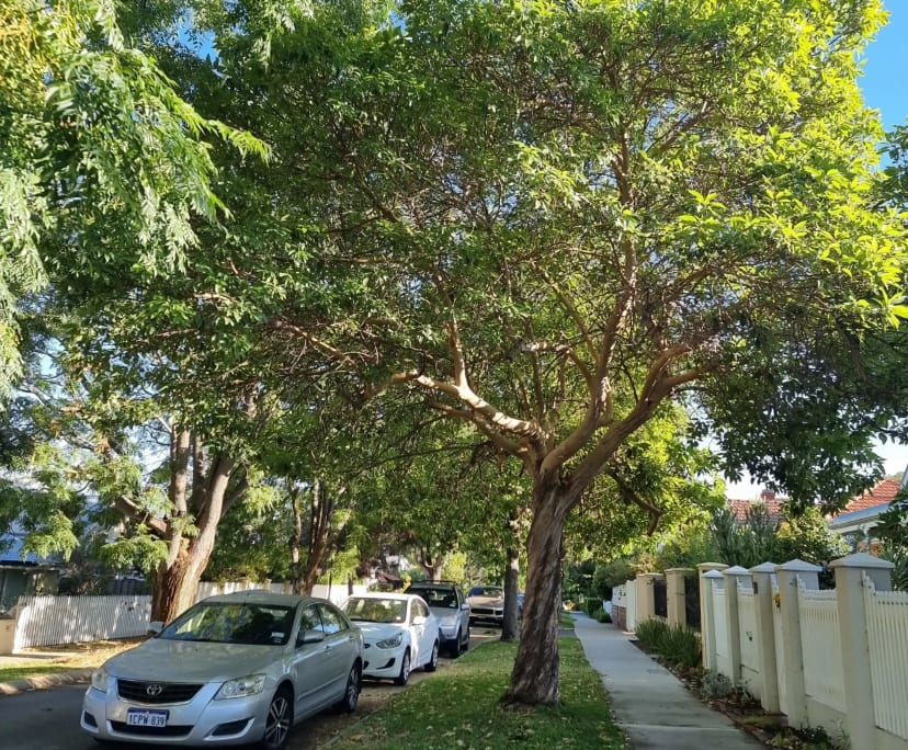 $265, Share-house, 4 bathrooms, Subiaco WA 6008