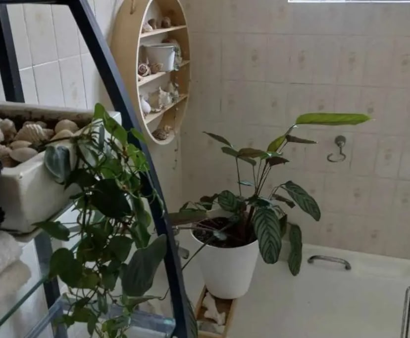 $290, Share-house, 4 bathrooms, Dulwich Hill NSW 2203