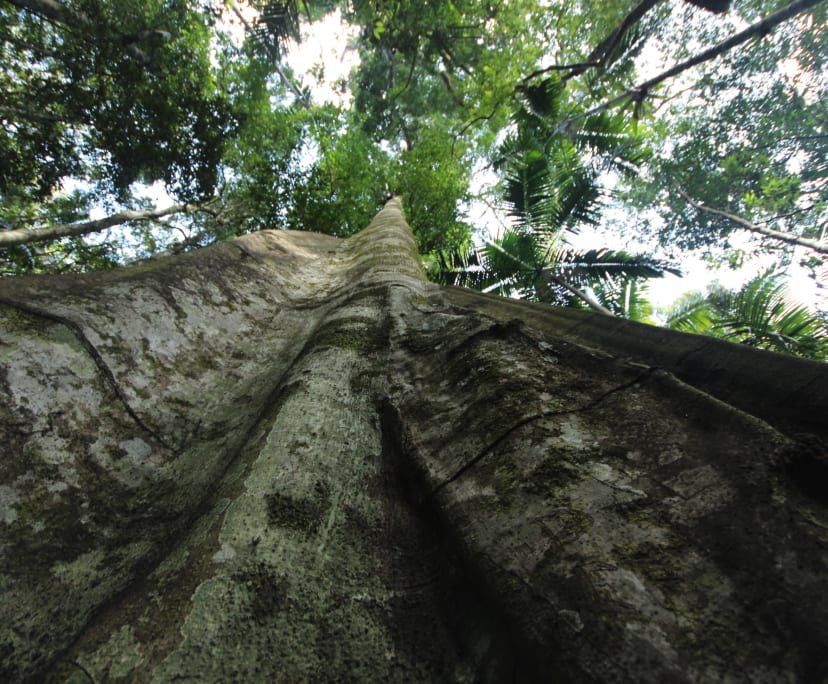 $820, Granny-flat, 1 bathroom, Highvale QLD 4520