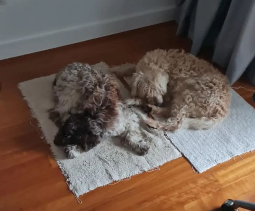 $365, Share-house, 6 bathrooms, Epping NSW 2121