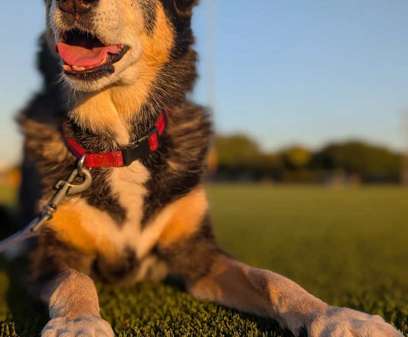 $295, Share-house, 4 bathrooms, Bayswater WA 6053