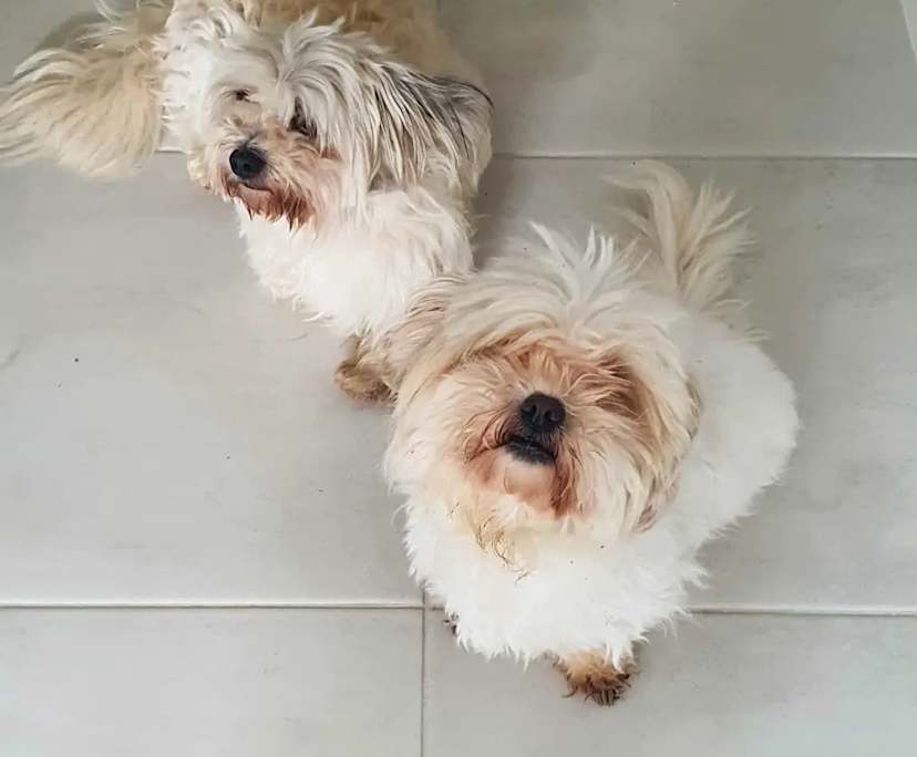 $300, Share-house, 2 rooms, Yarrabilba QLD 4207, Yarrabilba QLD 4207