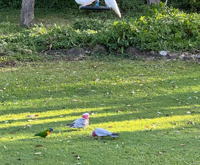 $600, Granny-flat, 2 bathrooms, Worongary QLD 4213