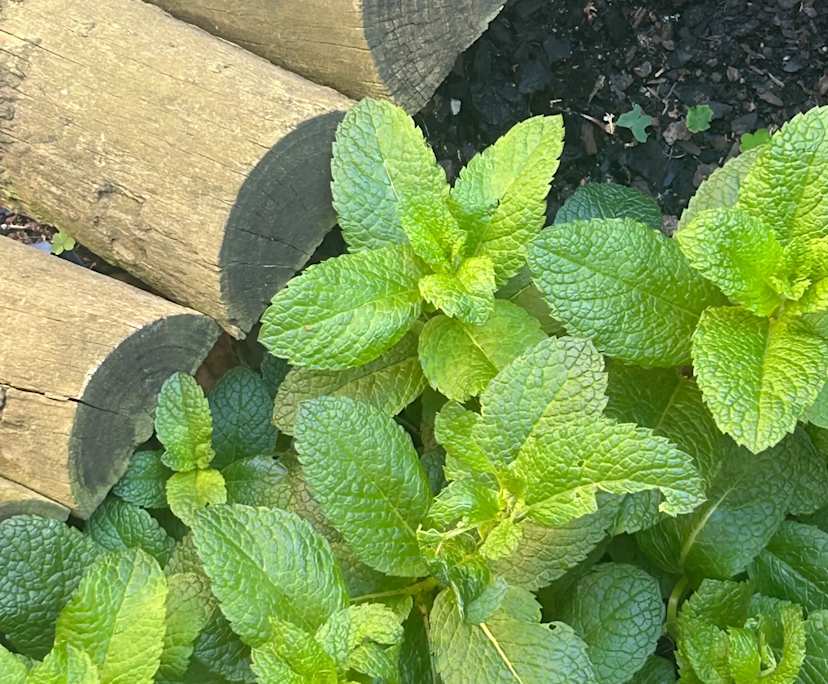 $313, Flatshare, 2 bathrooms, Kew VIC 3101