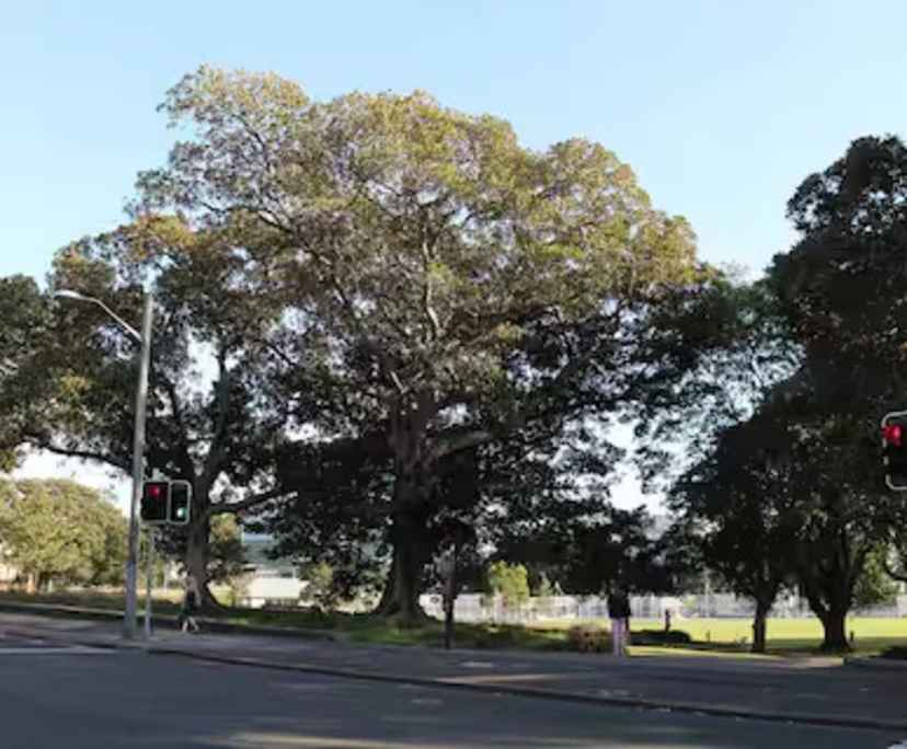 $250-650, Share-house, 4 rooms, Redfern NSW 2016, Redfern NSW 2016