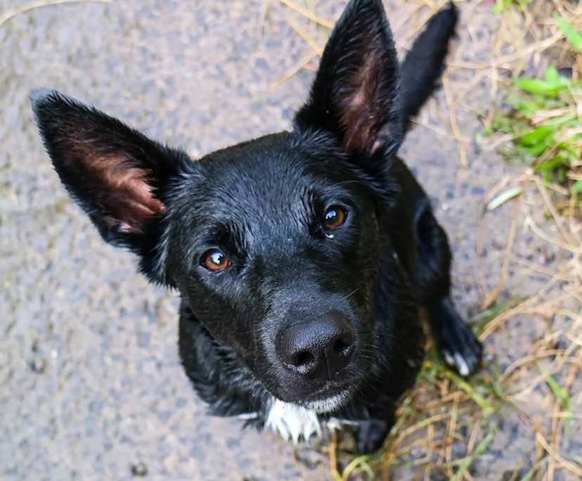 $230, Share-house, 3 bathrooms, Brunswick West VIC 3055