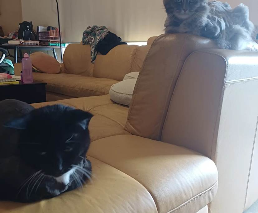 Unfurnished room in a flatshare