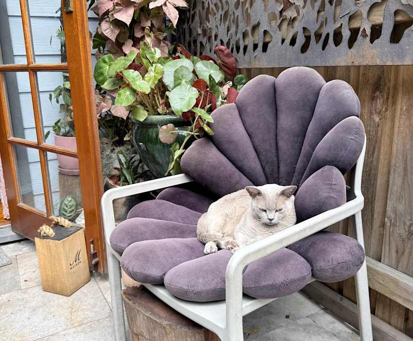 $650, Share-house, 2 bathrooms, Rozelle NSW 2039