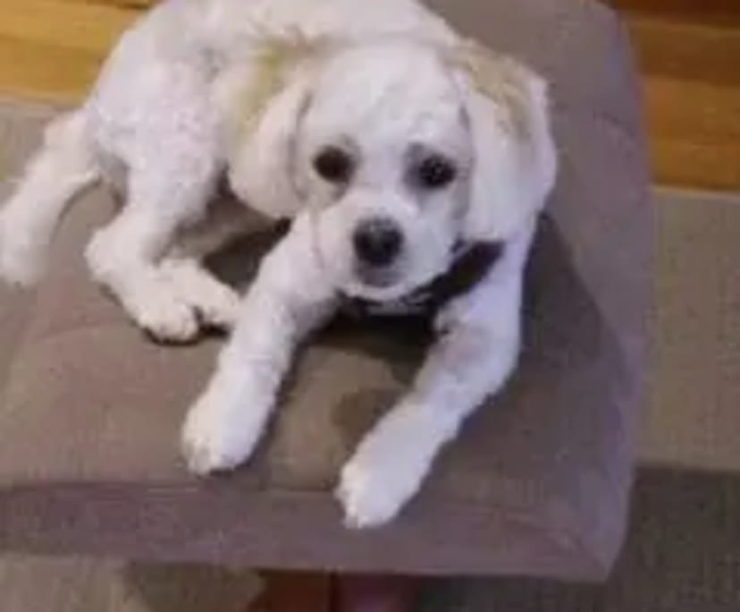 $215, Share-house, 4 bathrooms, Cook ACT 2614