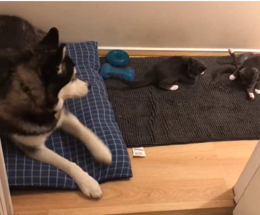 $230, Share-house, 4 bathrooms, Carrum Downs VIC 3201