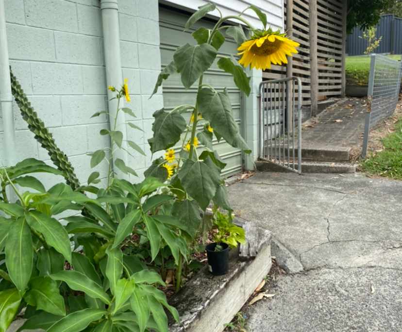 $280, Share-house, 3 bathrooms, Burleigh Heads QLD 4220