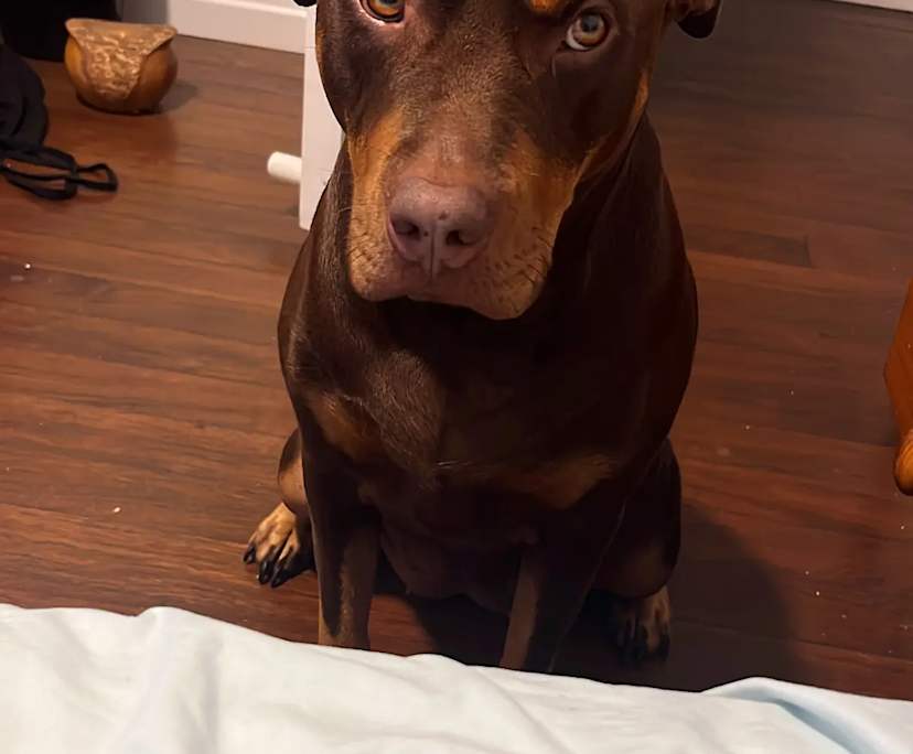 $275, Flatshare, 2 bathrooms, New Farm QLD 4005