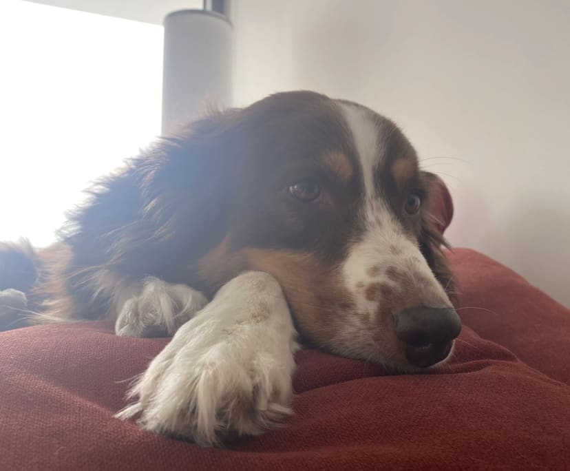 $480, Flatshare, 2 bathrooms, Rivervale WA 6103