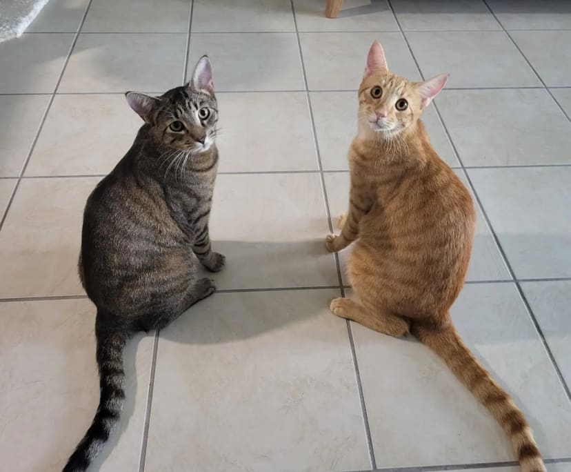 $300, Flatshare, 3 bathrooms, Bakewell NT 0832