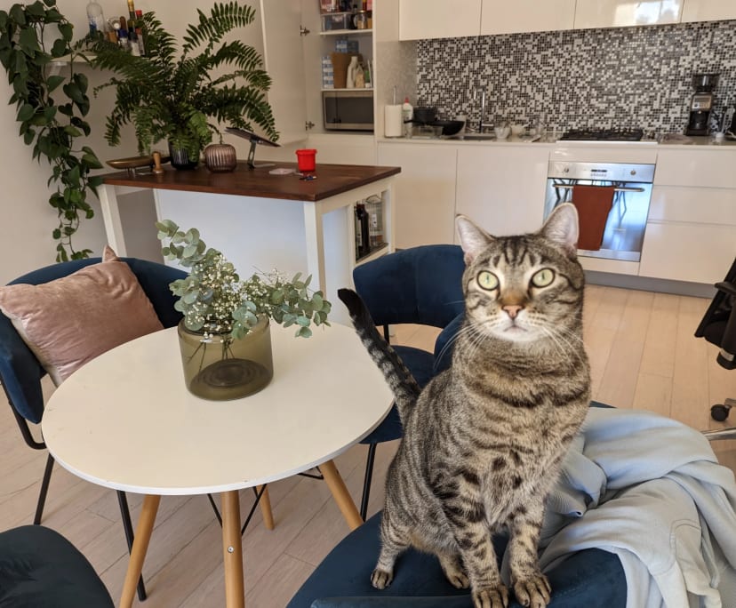 $550, Flatshare, 2 bathrooms, Waterloo NSW 2017