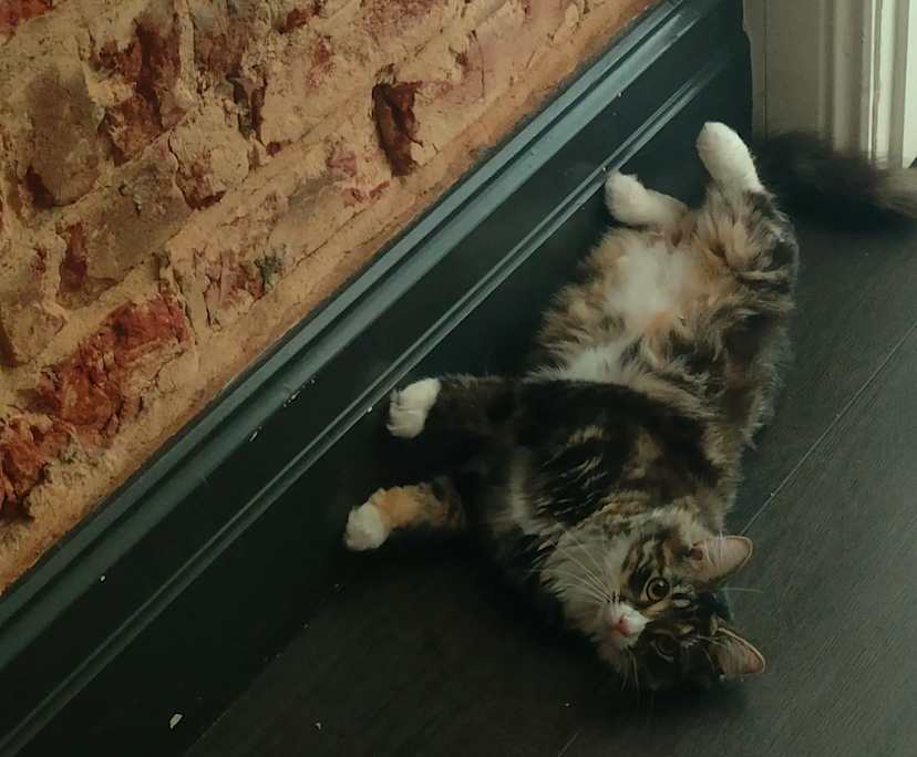 $255, Flatshare, 2 bathrooms, Athol Park SA 5012