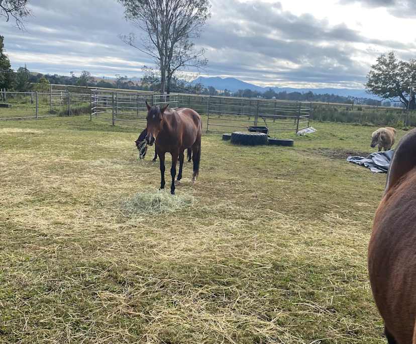 $300, Homestay, 4 bathrooms, Kyogle NSW 2474