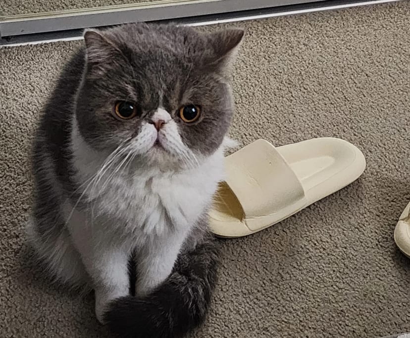 $250, Share-house, 4 bathrooms, Hammond Park WA 6164