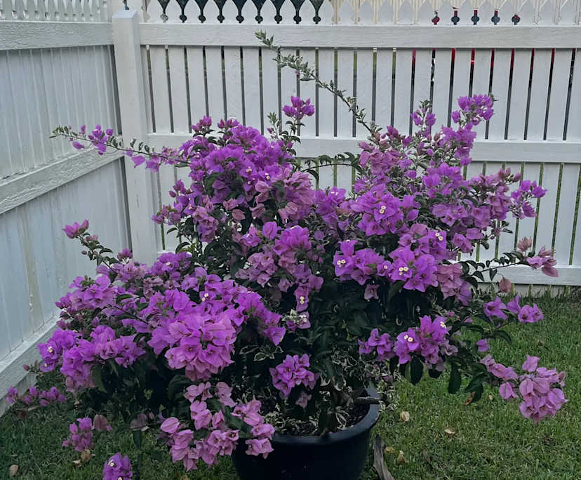 $600, Share-house, 3 bathrooms, Buderim QLD 4556