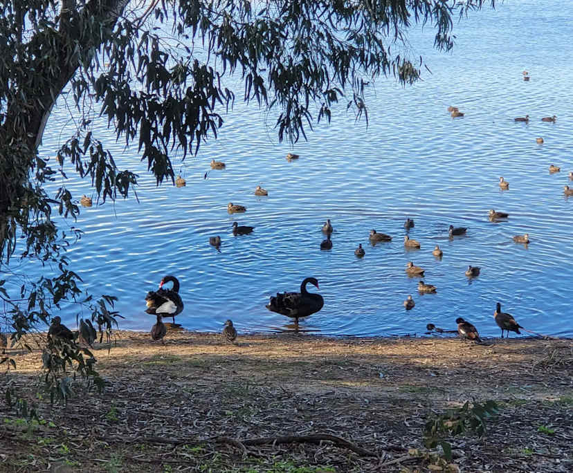 $265, Share-house, 4 bathrooms, Kardinya WA 6163