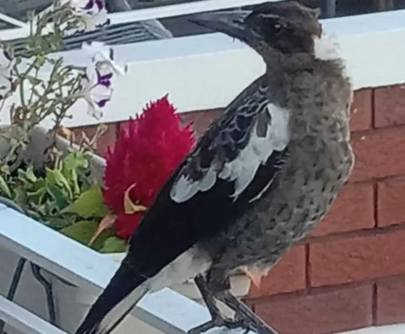 $375, Flatshare, 2 bathrooms, Monterey NSW 2217