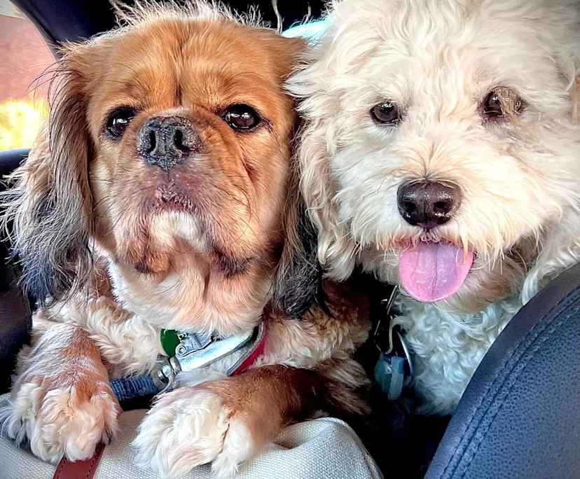 $490, Flatshare, 2 bathrooms, Five Dock NSW 2046