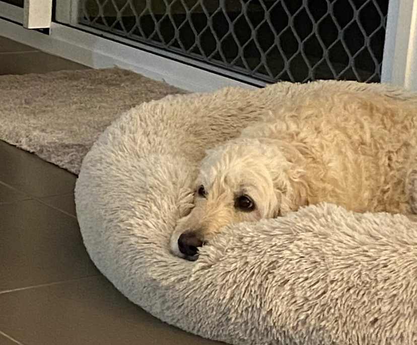 $350, Share-house, 4 bathrooms, White Rock QLD 4306