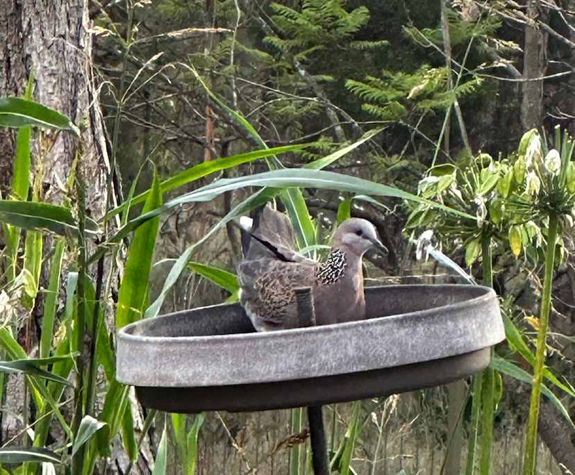 $400, Share-house, 4 bathrooms, Oakville NSW 2765