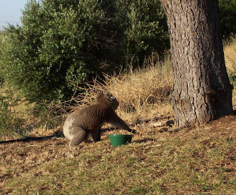 $320, Share-house, 4 bathrooms, Flagstaff Hill SA 5158